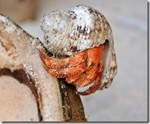 Hermitcrab_thumb[1]